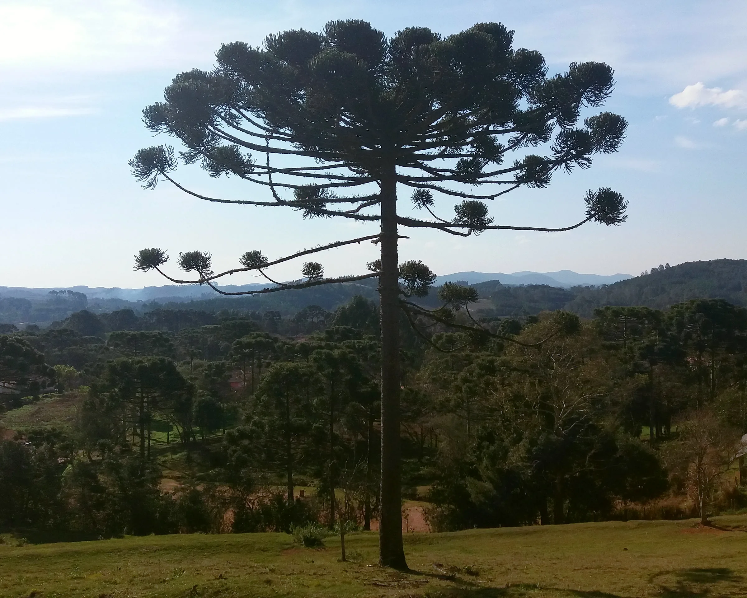 Araucária solitária com o vale de araucárias e a serra ao fundo